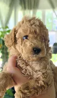Poppy, a female Poodle - Toy  for sale in Agawam, MA – 1 of 6