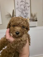 Teddy, a male Poodle - Toy  for sale in Agawam, MA – 4 of 6