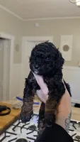Sparkle AKC, a female Poodle - Miniature  for sale in Agawam, MA – 6 of 10
