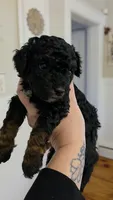 Sparkle AKC, a female Poodle - Miniature  for sale in Agawam, MA – 8 of 10