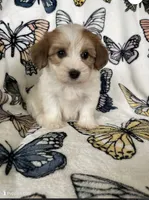 Woody, a male Maltipoo for sale in Spring Hill, FL – 3 of 5