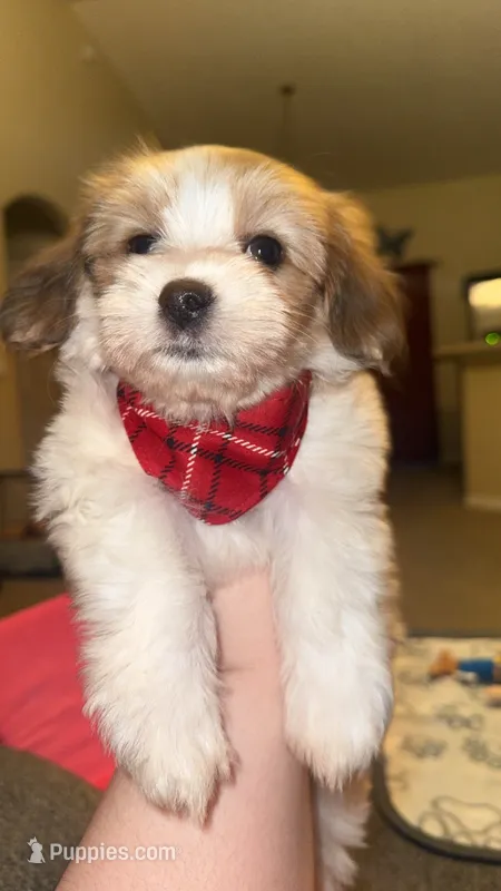 Woody – Maltipoo puppy for sale in Spring Hill, FL