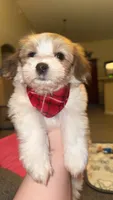 Woody, a male Maltipoo for sale in Spring Hill, FL – 1 of 5