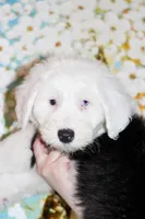 Pink, a female Old English Sheepdog for sale in Morgan, UT – 2 of 2
