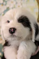 Yellow, a male Old English Sheepdog for sale in Morgan, UT – 3 of 3
