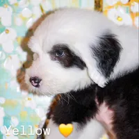 Yellow, a male Old English Sheepdog for sale in Morgan, UT – 1 of 3