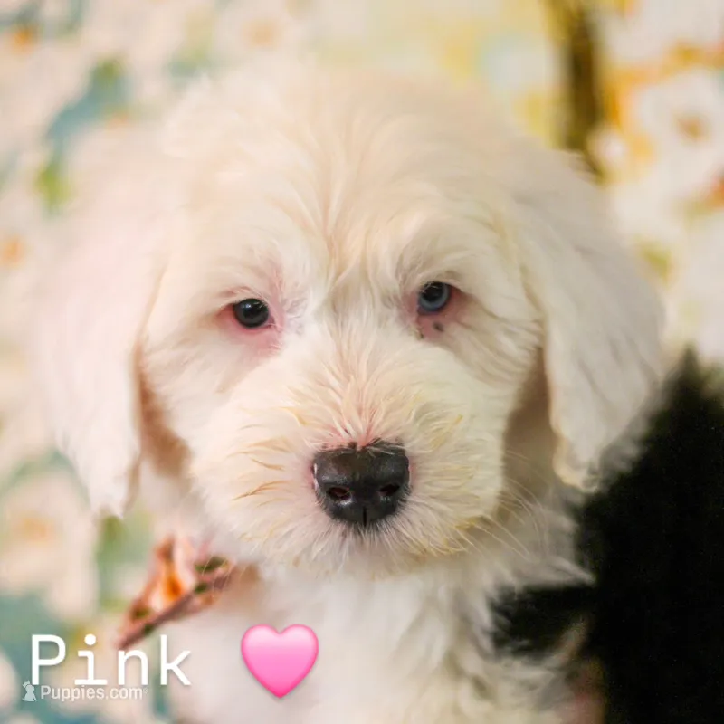 Pink – Old English Sheepdog puppy for sale in Morgan, UT