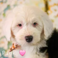 Pink, a female Old English Sheepdog for sale in Morgan, UT – 1 of 2