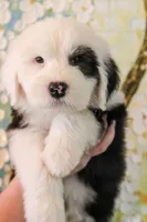 Yellow, a male Old English Sheepdog for sale in Morgan, UT – 2 of 3