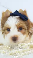Duncan, a male Yorkshire Terrier for sale in Heber City, UT – 4 of 5