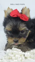 Pippa, a female Yorkshire Terrier for sale in Heber City, UT – 4 of 5