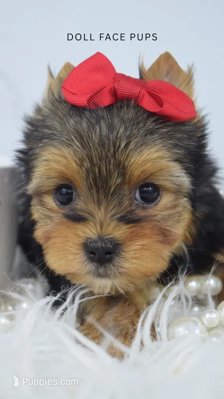 GIa – Yorkshire Terrier puppy for sale in Heber City, UT