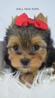 GIa, a female Yorkshire Terrier for sale in Heber City, UT – 1 of 4