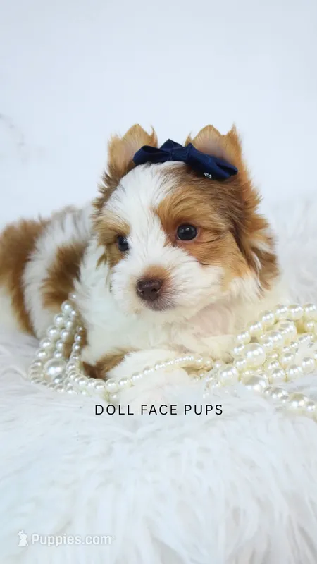 Duncan – Yorkshire Terrier puppy for sale in Heber City, UT