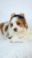 Duncan, a male Yorkshire Terrier for sale in Heber City, UT – 1 of 5