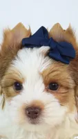Duncan, a male Yorkshire Terrier for sale in Heber City, UT – 2 of 5