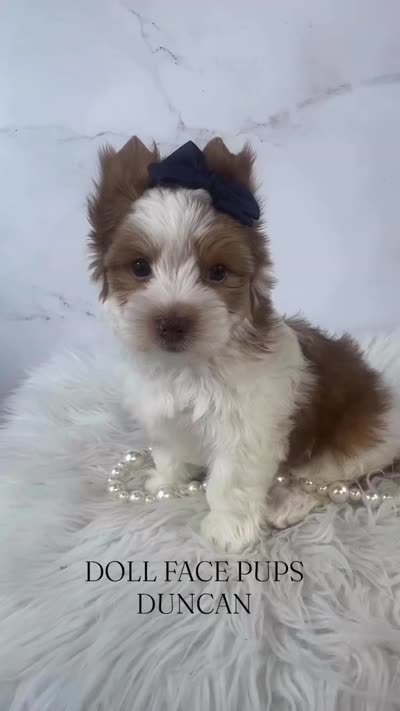 Duncan, a male Yorkshire Terrier for sale in Heber City, UT – 5 of 5