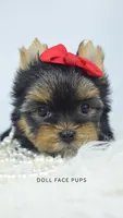 Pippa, a female Yorkshire Terrier for sale in Heber City, UT – 2 of 5