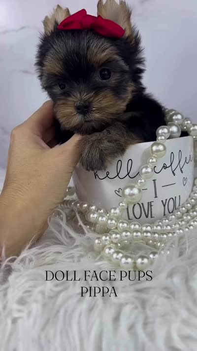 Pippa, a female Yorkshire Terrier for sale in Heber City, UT – 5 of 5