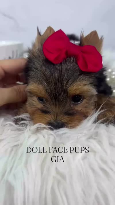 GIa, a female Yorkshire Terrier for sale in Heber City, UT – 4 of 4