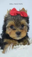 GIa, a female Yorkshire Terrier for sale in Heber City, UT – 3 of 4