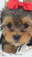 GIa, a female Yorkshire Terrier for sale in Heber City, UT – 2 of 4