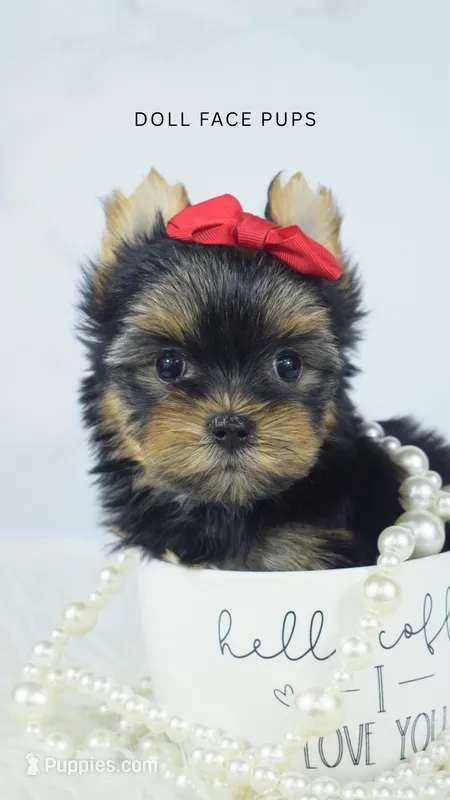 Pippa – Yorkshire Terrier puppy for sale in Heber City, UT