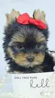 Pippa, a female Yorkshire Terrier for sale in Heber City, UT – 3 of 5