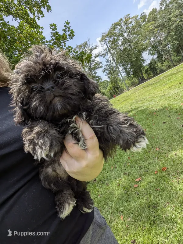 Sara – Shih Tzu puppy for sale in Loxley, AL