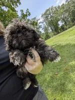 Sara, a female Shih Tzu for sale in Loxley, AL – 3 of 4