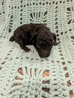 Marge, a female Maltipoo for sale in Loxley, AL – 3 of 3