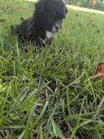 Sara, a female Shihpoo for sale in Loxley, AL – 4 of 5