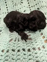 Chelsea , a female Cocker Spaniel for sale in Loxley, AL – 2 of 3