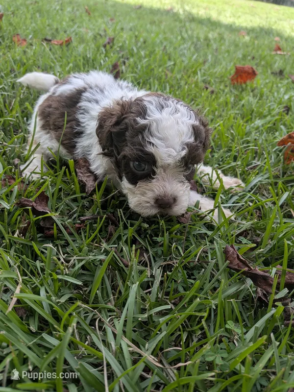 Sammy boy – Shihpoo puppy for sale in Loxley, AL