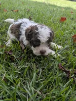 Sammy boy, a male Shihpoo for sale in Loxley, AL – 1 of 4