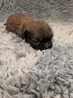 Shawn, a male Shih Tzu for sale in Loxley, AL – 2 of 3