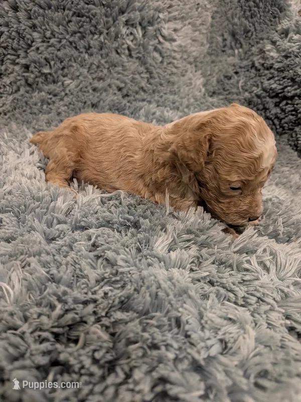 Micky – Maltipoo puppy for sale in Loxley, AL