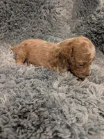 Micky, a male Maltipoo for sale in Loxley, AL – 1 of 2