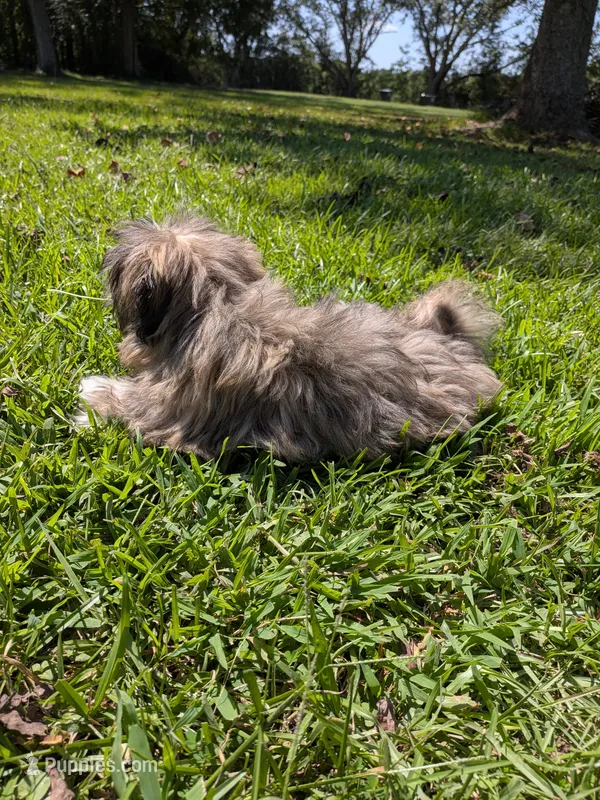 Shane – Shih Tzu puppy for sale in Loxley, AL
