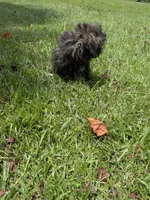 Sara, a female Shih Tzu for sale in Loxley, AL – 4 of 4