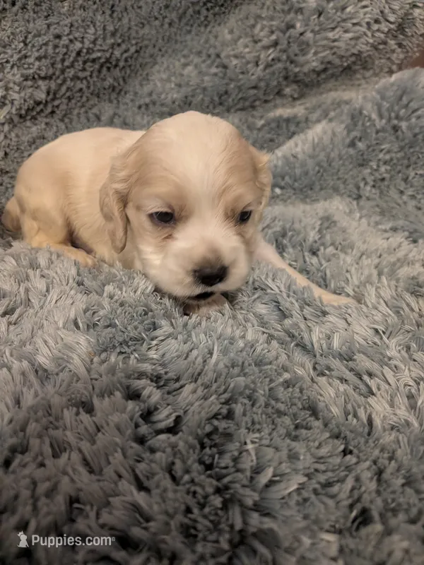 Chase – Cocker Spaniel puppy for sale in Loxley, AL
