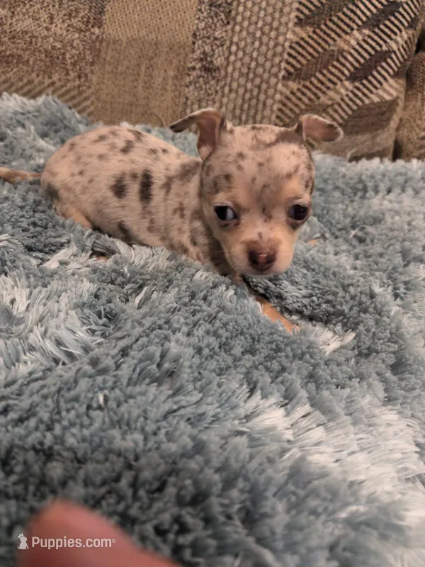 Casey – Chihuahua puppy for sale in Loxley, AL