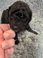 Peter, a male Poodle - Toy  for sale in Loxley, AL – Photo 3 of 3