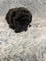 Peter, a male Poodle - Toy  for sale in Loxley, AL – Photo 1 of 3