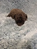 Paul, a male Poodle - Toy  for sale in Loxley, AL – Photo 3 of 4