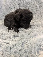 Peter, a male Poodle - Toy  for sale in Loxley, AL – Photo 2 of 3