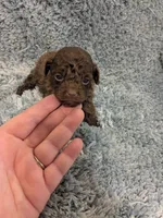 Paul, a male Poodle - Toy  for sale in Loxley, AL – Photo 2 of 4