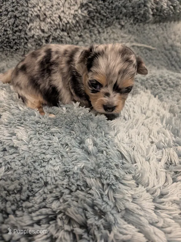 Chad – Chihuahua puppy for sale in Loxley, AL