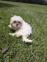 Shay, a female Shih Tzu for sale in Loxley, AL – 4 of 5
