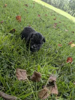 Sara, a female Shihpoo for sale in Loxley, AL – 5 of 5
